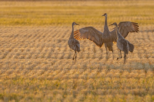 USA, Idaho, Bellevue, Sandhill cranes (Antigone canadensis) in stubble field