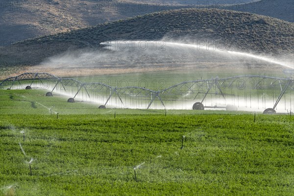 USA, Idaho, Bellevue, Center pivot irrigation system sprinkling water in field