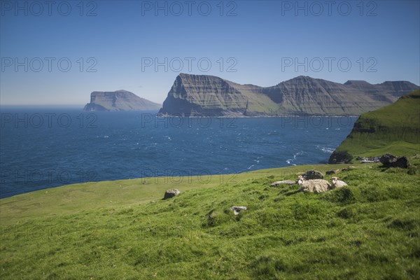 Denmark, Faroe Islands, Klaksvik, Trollanes, Sheep lying on coast
