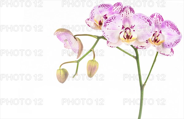 Studio shot of purple orchid