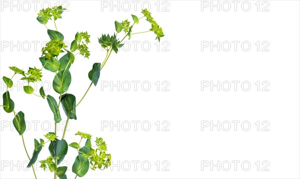 Studio shot of green leafy plant