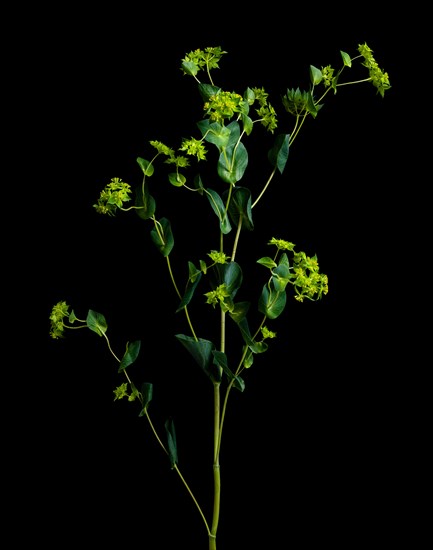 Studio shot of green leafy plant