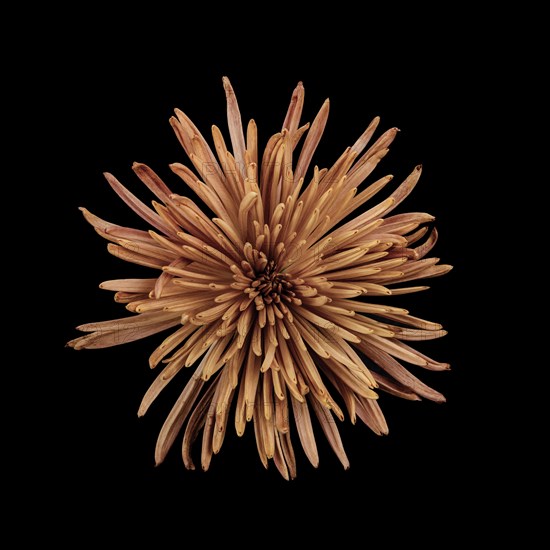 Studio shot of peach colored chrysanthemum