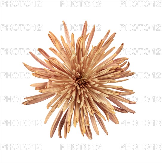 Studio shot of peach colored chrysanthemum