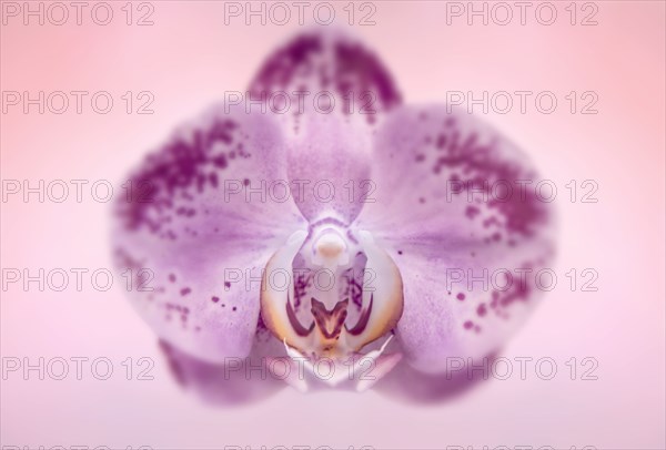 Studio shot pf pink orchid