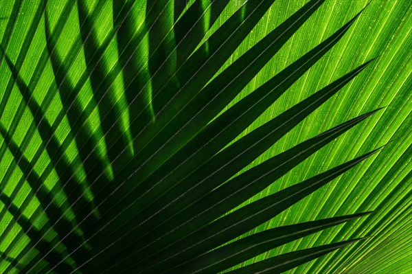 Close-up of green palm leaves