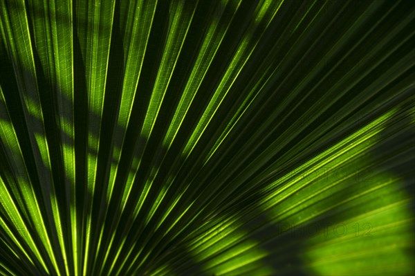 Close-up of green palm leaves