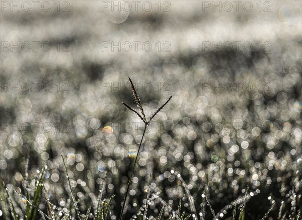 Morning dew on grass