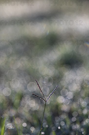 Morning dew on grass