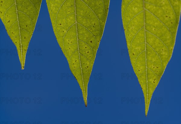 Green leaves against blue sky