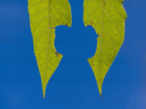 Green leaves against blue sky