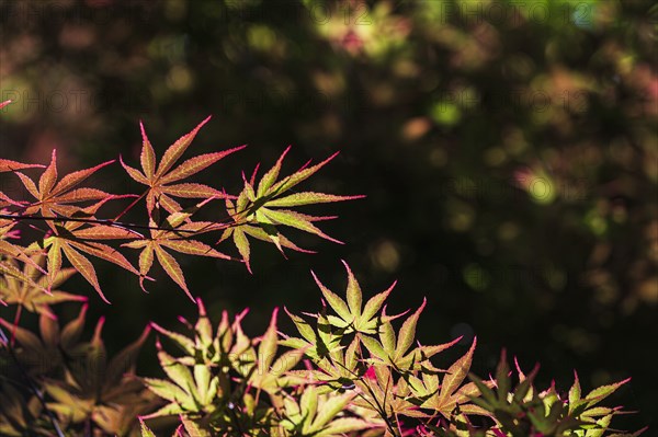 Japanese Maple tree leaves