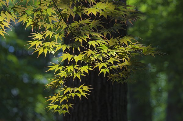 Japanese Maple tree leaves