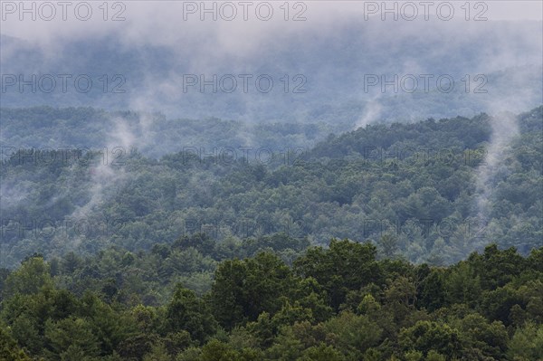 Foggy forest in Blue Ridge Mountains