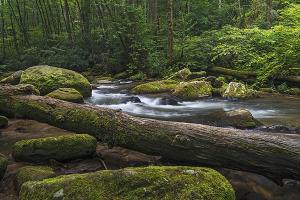 Chester Creek in Blue Ridge Mountains