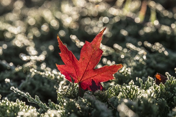 Fallen maple leaf on grass