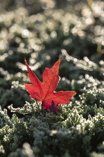 Fallen maple leaf on grass