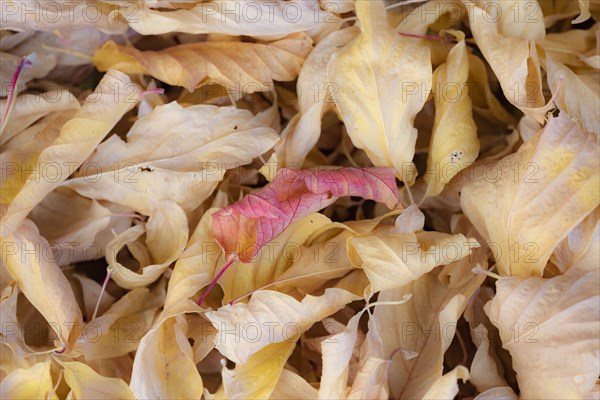 Heap of fallen autumn leaves