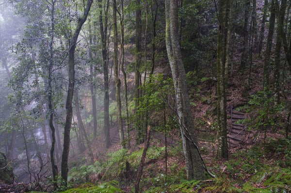 Misty rain forest in Blue Mountains National Park