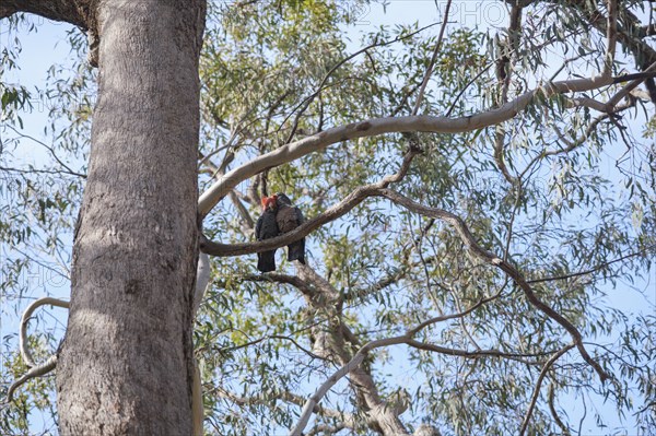 Cockatoos in Ganguddy-Dunns Swamp