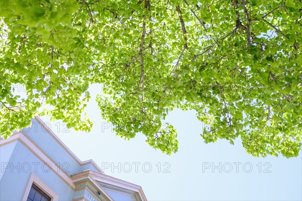 Art deco building and tree branches