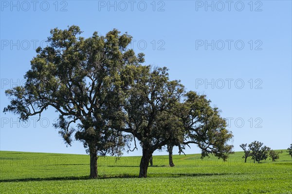 Trees under blue sky