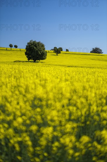 Yellow turnip field with blue sky