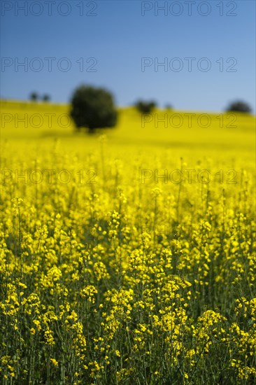 Yellow turnip field with blue sky