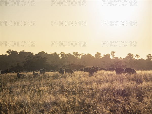 Sheep grazing at sunset