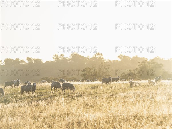 Sheep grazing at sunset