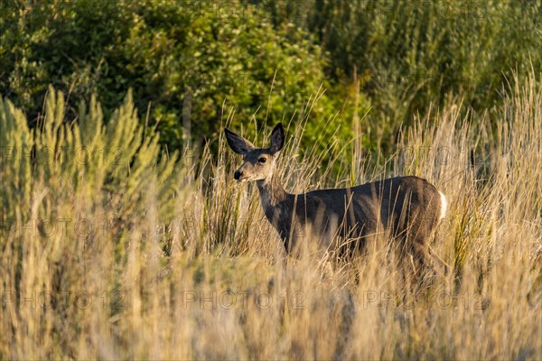 Doe standing in tall grass