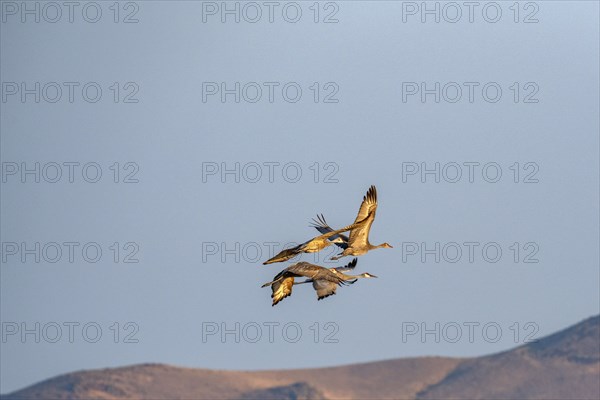 Sandhill Crane (Antigone canadensis) in flight