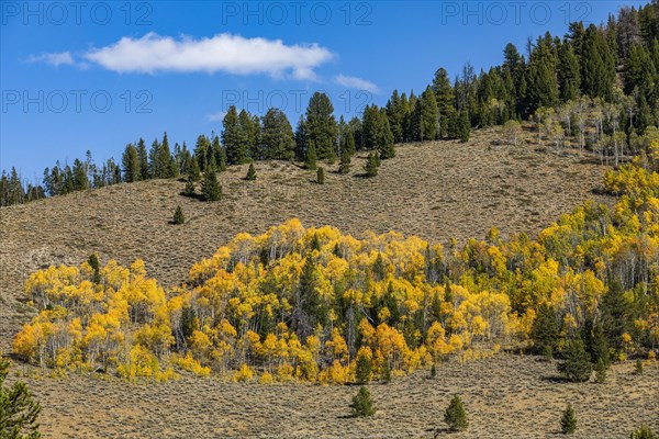 Yellow aspen trees in mountain landscape