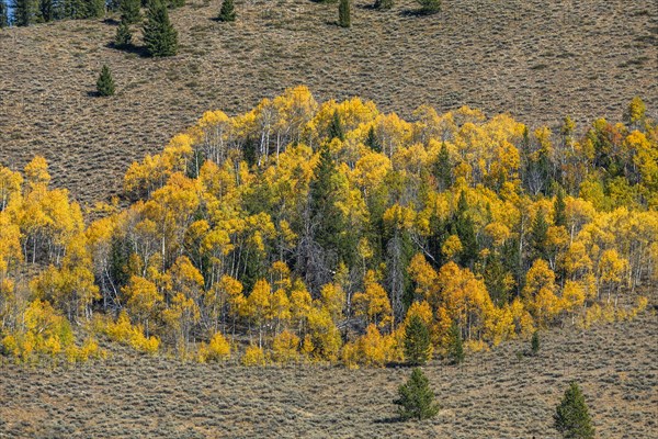 Yellow aspen trees in mountain landscape