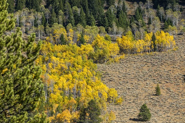 Yellow aspen trees in mountain landscape