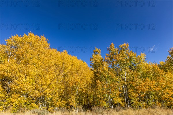 Yellow aspen trees and blue sky