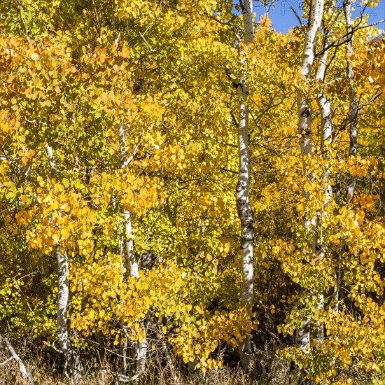 Yellow aspen trees