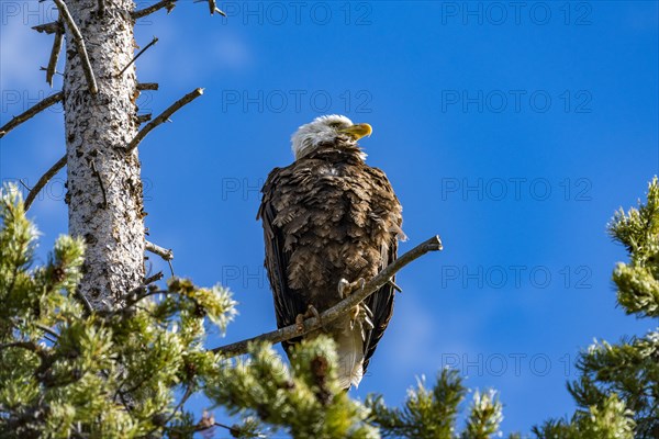 Bald Eagle perching in tree above Redfish Lake