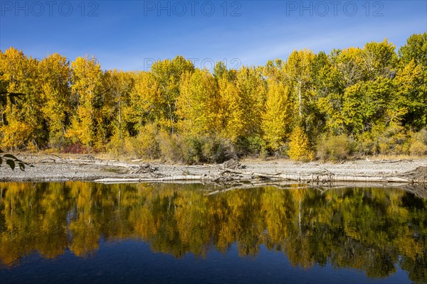 Yellow autumn trees in forest reflecting in river