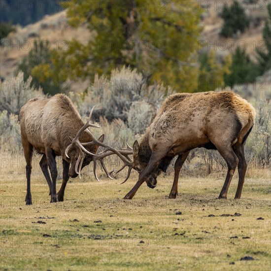 Elk (Cervus elaphus) bulls in sparring duel for dominance in Yellowstone National Park