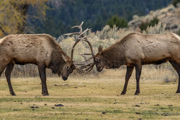 Elk (Cervus elaphus) bulls in sparring duel for dominance in Yellowstone National Park