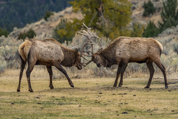 Elk (Cervus elaphus) bulls in sparring duel for dominance in Yellowstone National Park