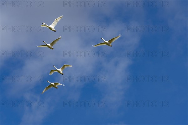 Flock of Trumpeter Swans