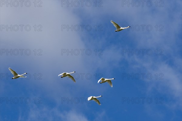 Flock of Trumpeter Swans