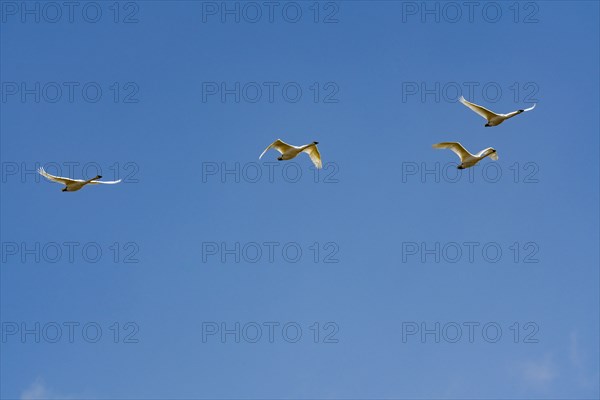 Flock of Trumpeter Swans