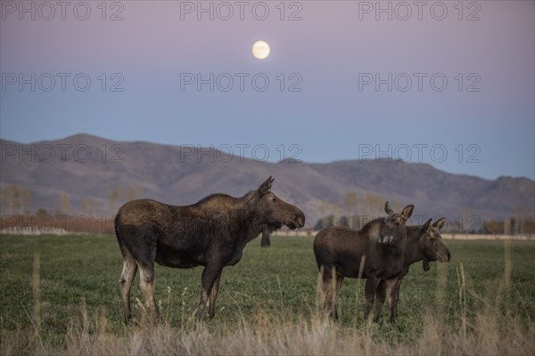 Cow moose (Alces alces) with two calves standing in grass under full moon