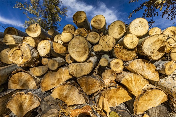 Stack of firewood