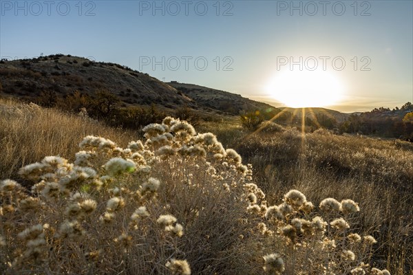 Landscape with sagebrush blooming in fall