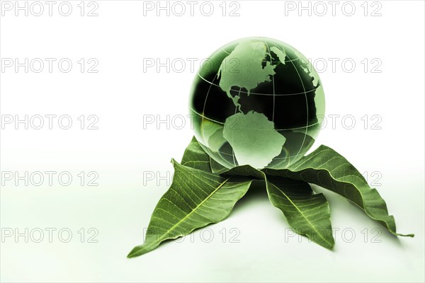 Green globe on leaves