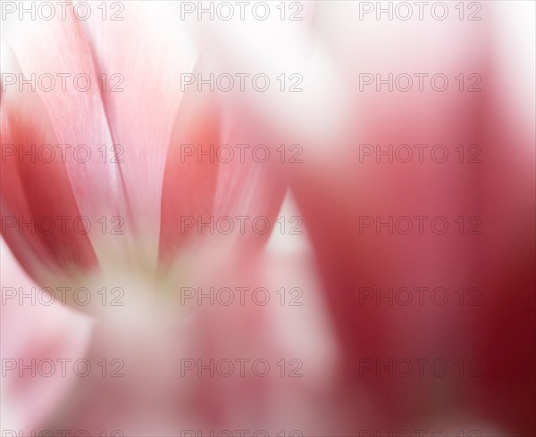 Close-up of defocused pink tulips